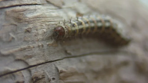 Caterpillar on a Branch Stock Footage 90501276