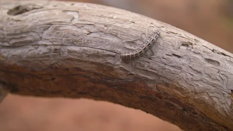 Caterpillar on a Branch Stock Footage 90526222