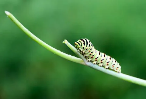 Caterpillar on a branch Stock Photos