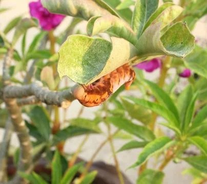Caterpillar on a branch Stock Photos