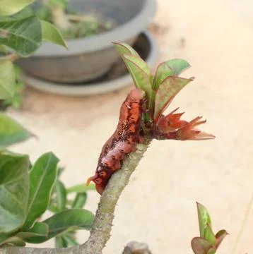 Caterpillar on a branch Stock Photos