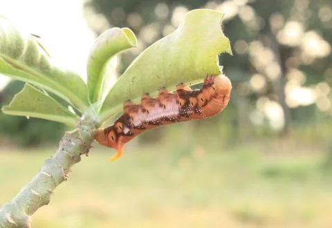 Caterpillar on a branch Stock Photos