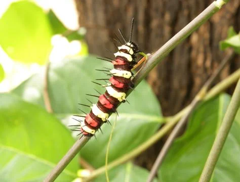 Caterpillar on a branch Stock Photos