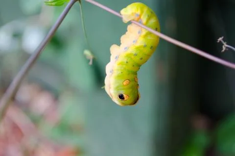 Caterpillar on the branch Stock Photos