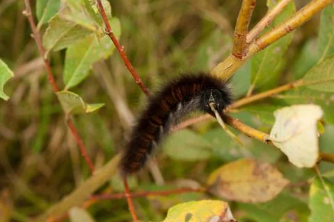Caterpillar on branch Stock Photos
