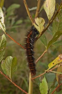 Caterpillar on branch Stock Photos