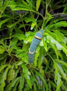A caterpillar on a branch Stock Photos