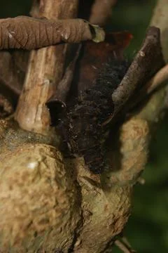 Caterpillar on Branch Stock Photos