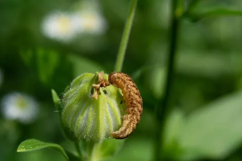 Caterpillar of the Broad-bordered Yellow Underwing, Noctua fimbriata, seen in Stock Photos