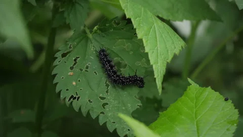 Caterpillar of a butterfly eats a leaf. Stock Footage 159911090