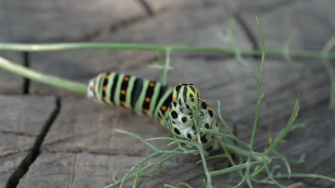 The caterpillar of the butterfly eats the plant. Video stock 256564561