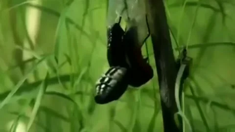 Caterpillar to butterfly Stock Footage 202197900