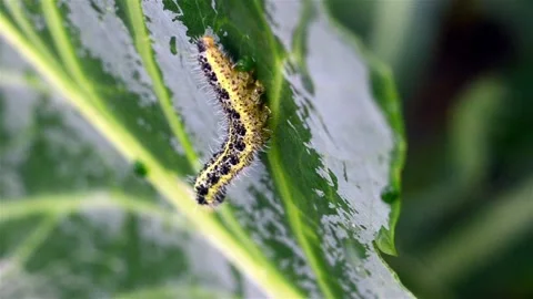 Caterpillar on a cabbage leaf. Close-up shooting Stock-Footage 137910366