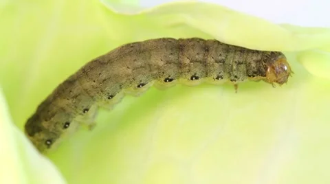 Caterpillar on cabbage leaves Stock Footage 8519313