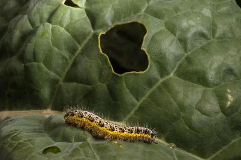 Caterpillar on cabbage Stock Photos