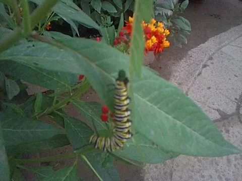Caterpillar Call Of Nature Vídeo Stock 6225346