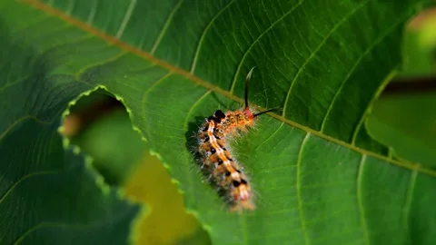 Caterpillar on cassava leaves Stock-Footage 229604017
