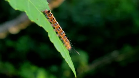 Caterpillar on cassava leaves Stock Footage 229604022