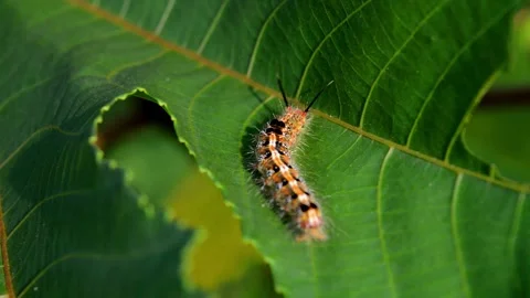 Caterpillar on cassava leaves Stock Footage 229604029