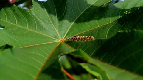 Caterpillar on cassava leaves Stock Footage 229604035