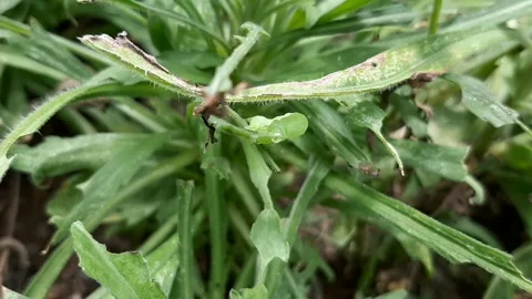 Caterpillar Catching Ant Video stock 325513323
