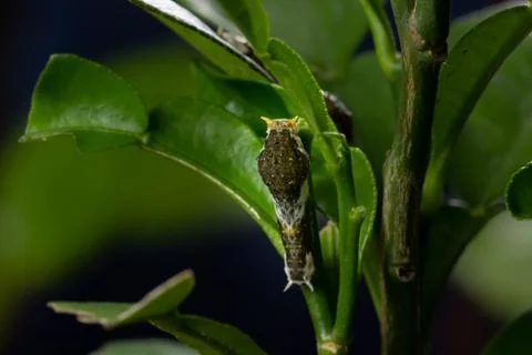 Caterpillar Citrus on green lemon leaf Stock Photos