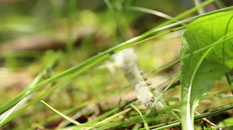 Caterpillar climbing grass Video stock 12345183