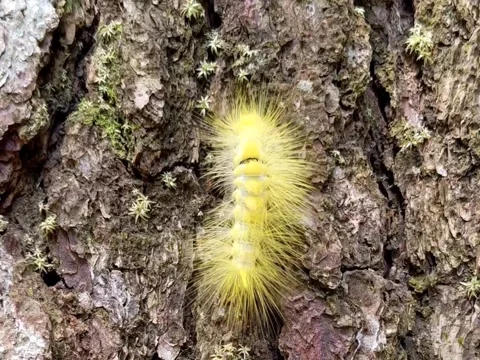 A caterpillar climbs a tree with ease. Stock Footage 287983447