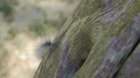 A caterpillar climbs on the tree Stockbeeldmateriaal 98991594