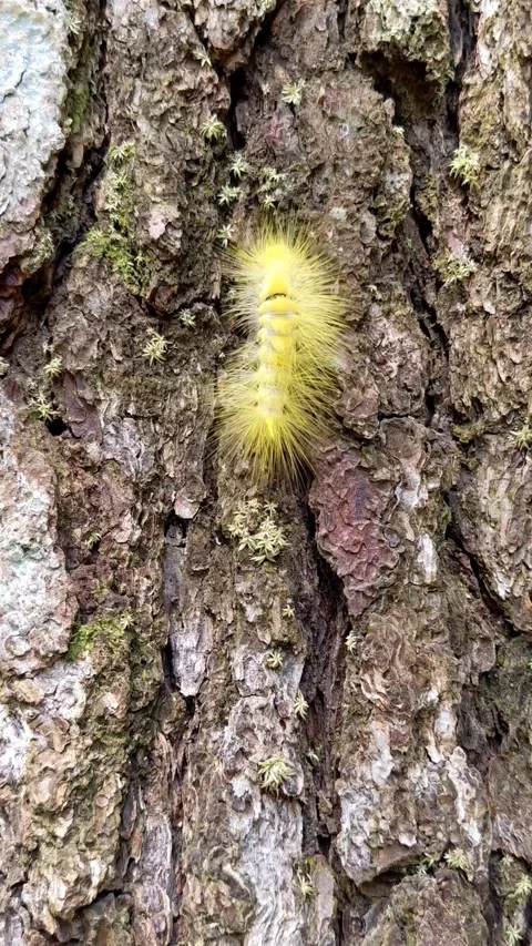 A caterpillar climbs a tree Stock Footage 287983449