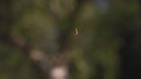 The caterpillar climbs up the tree by a thread. blurred background Stock Footage 276657338
