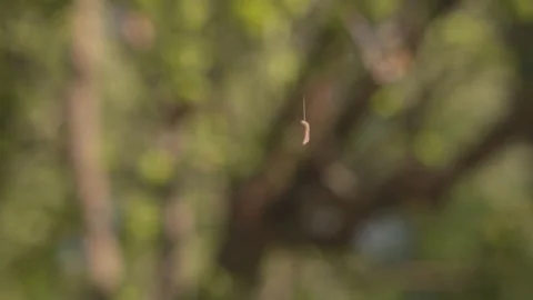 The caterpillar climbs up the tree by a thread. blurred background Stock Footage 276984702