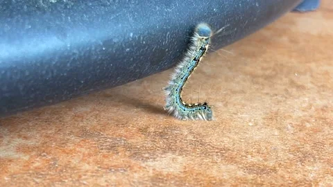 Caterpillar, close up. 4k Stock-Footage 154603360