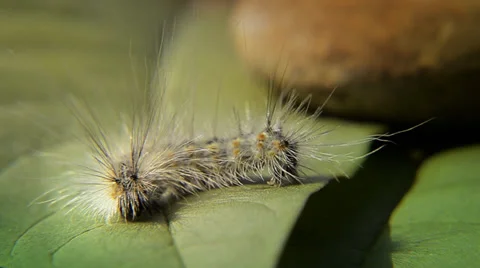 Caterpillar close up Stock Footage 33486611