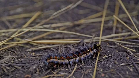 Caterpillar Close Up Stock Footage 85388479