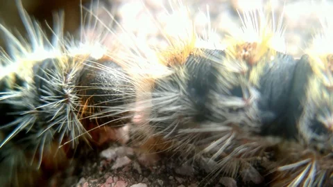 Caterpillar Close Up Stock Footage 103314967