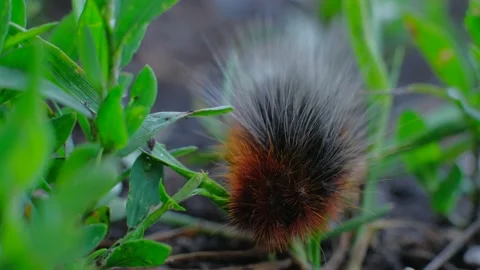 Caterpillar close up Stock Footage 199197731