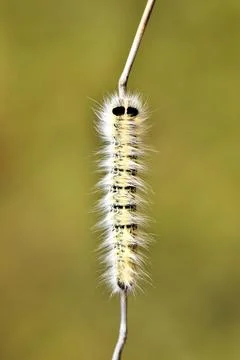 Caterpillar Close-Up:Pine Processionary Moth or Similar Species 스톡 사진