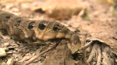 Caterpillar Closeup Video stock 908984