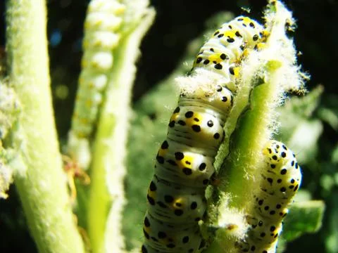 Caterpillar closeup Foto stock