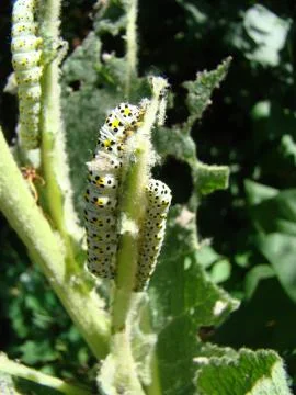Caterpillar closeup 스톡 사진
