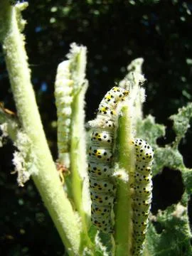 Caterpillar closeup Stock Photos