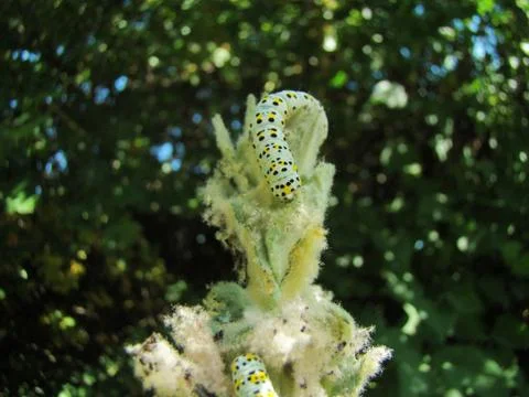 Caterpillar closeup Photos