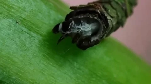 Caterpillar cocoon Stock Footage 303638682