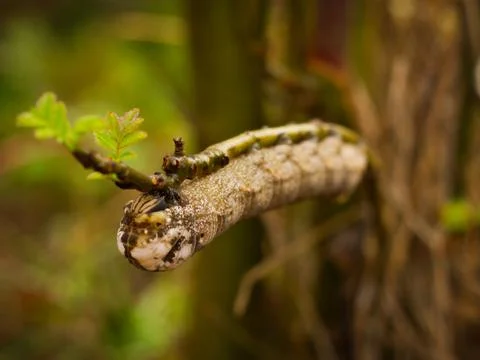 Caterpillar cocoon Foto stock