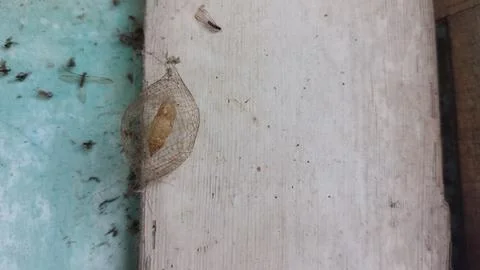 A caterpillar cocoon Stock Photos