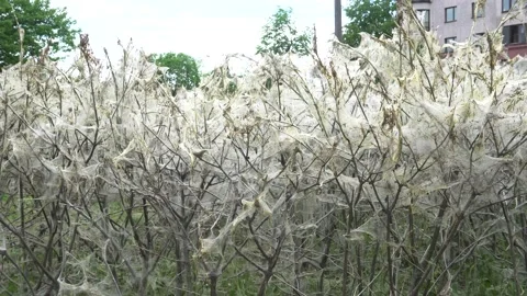 Caterpillar colony of the larvae Stock Footage 169306811