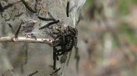 Caterpillar colony of Spindle moth larvae Orchard Ermine Stock Footage 24883902