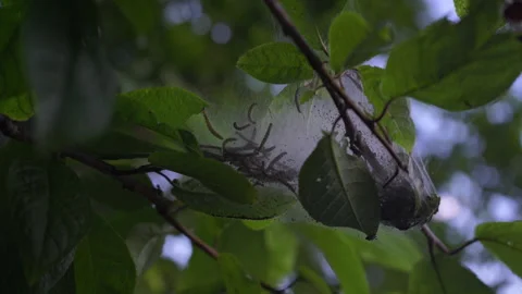 Caterpillar colony in white web nest on tree branch with summer leaves Video stock 338307652