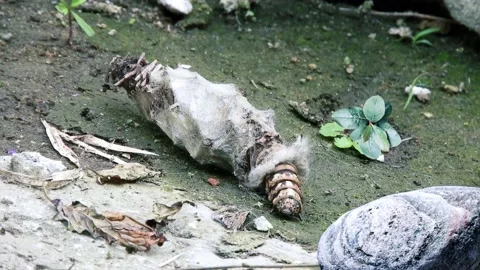 Caterpillar comes out of the worm Stock Footage 200583016